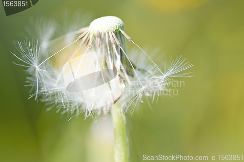 Image of dandelion macro