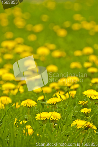 Image of dandelion