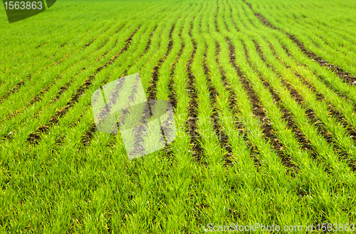 Image of green