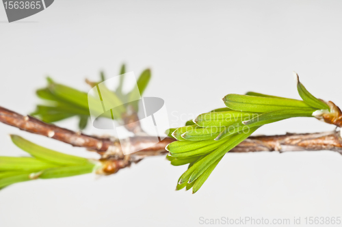 Image of seqoia tree