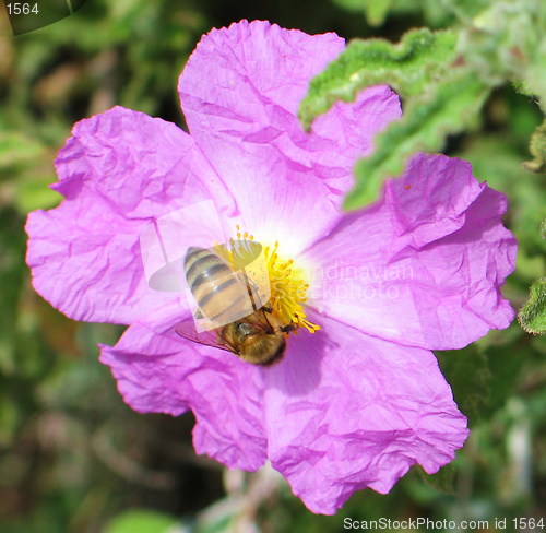 Image of The bee and the flower