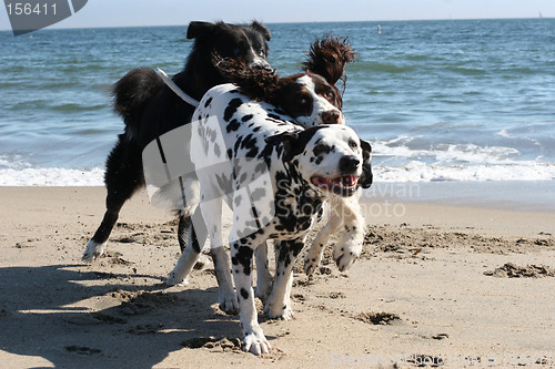 Image of 3 dogs running on the beach