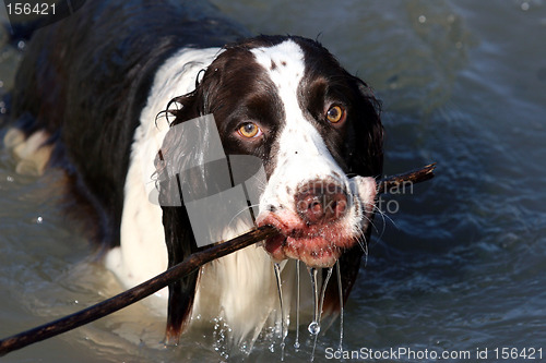 Image of Dog with a stick in water