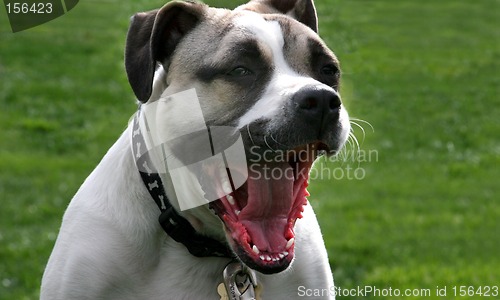Image of A dog with a big mouth