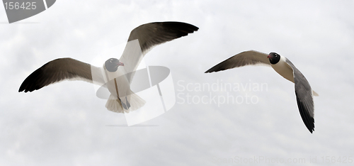 Image of Bird couple in the sky