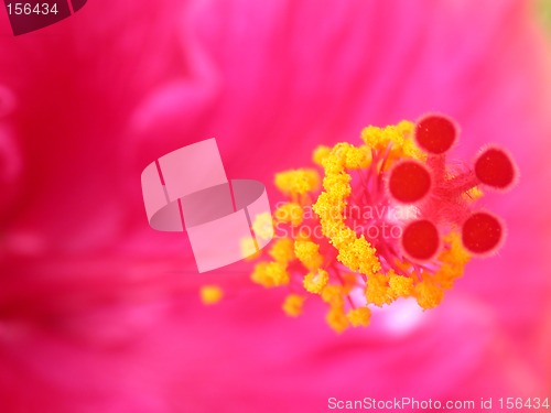 Image of Pink flower