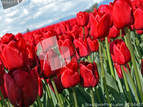 Image of Red tulip