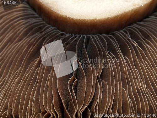 Image of Mushroom