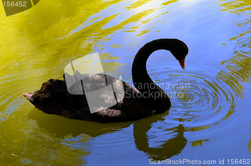 Image of black swan