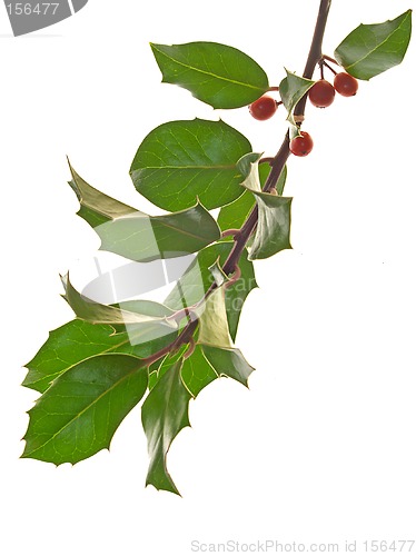 Image of Holly