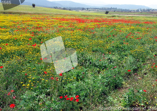 Image of Flower fields. Cyprus