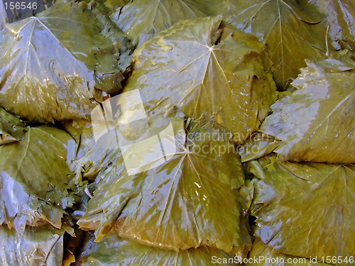 Image of Grapevine leaves