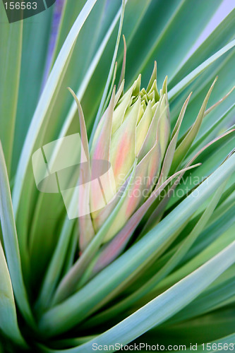 Image of blooming succulent