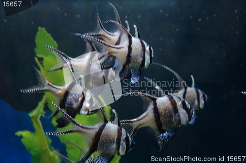 Image of tropical fish