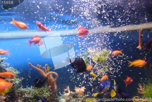 Image of marine fish