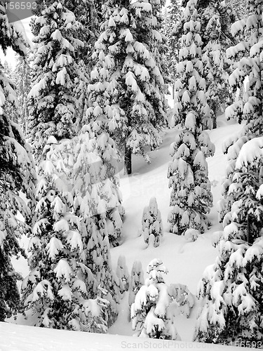 Image of First snow