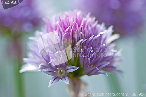 Image of chive blooming