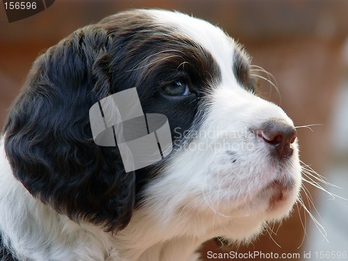 Image of Spaniel puppy