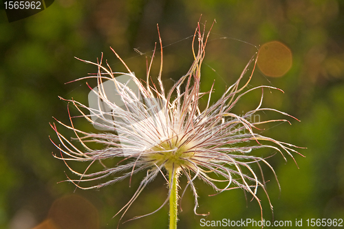 Image of pasqueflower