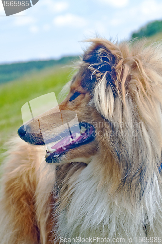 Image of collie 