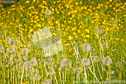 Image of buttercup