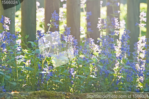 Image of catnip