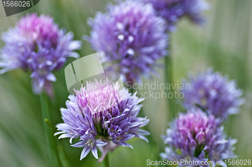 Image of chive blooming