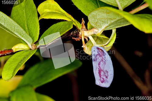 Image of honeysuckle