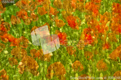 Image of poppy