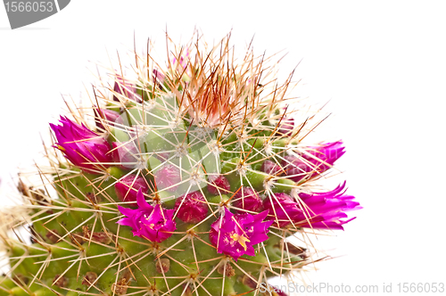 Image of  cactus
