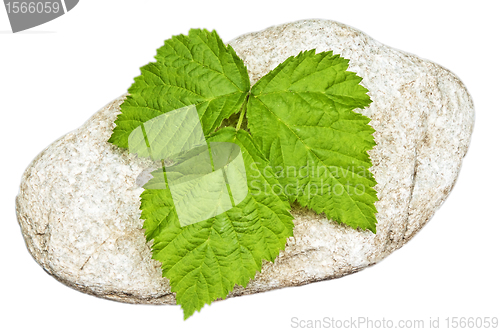 Image of stone with leaf