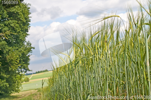 Image of barley