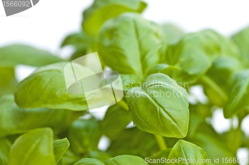 Image of basil
