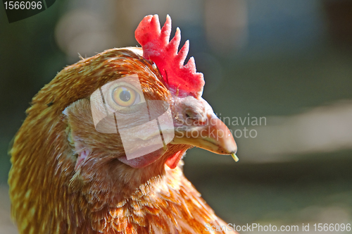 Image of chicken head
