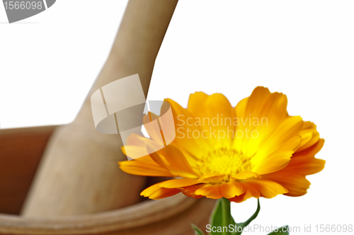 Image of marigold flower 