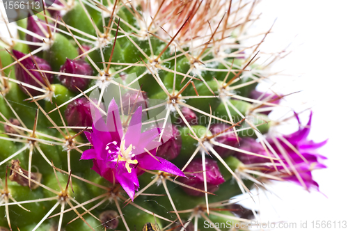 Image of  cactus