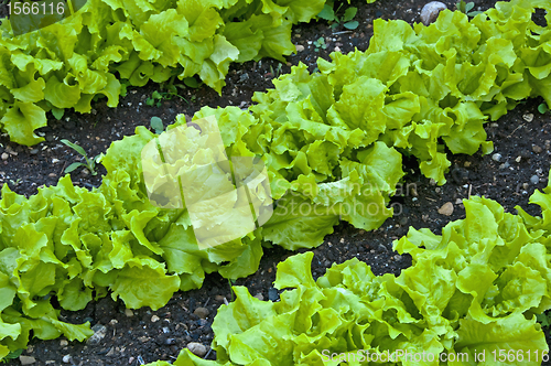 Image of salad cultivation
