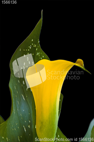 Image of calla