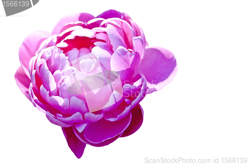 Image of peony