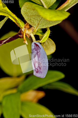 Image of honeysuckle