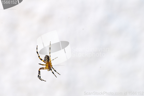 Image of spider