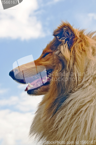 Image of collie 