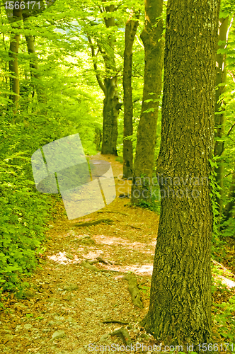 Image of Forest in spring