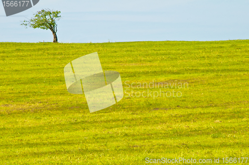 Image of  tree with blue sky and brown land