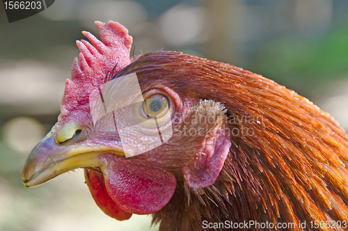 Image of chicken head