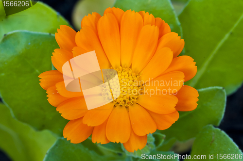 Image of calendula engl