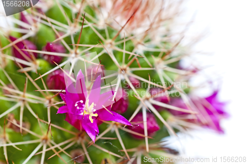 Image of  cactus