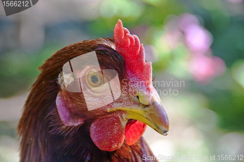 Image of chicken 