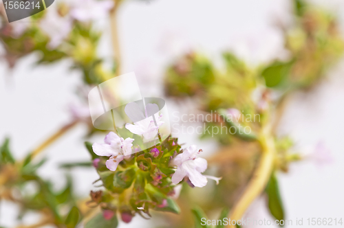 Image of thyme