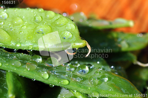 Image of Wet sweet peas